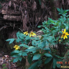 삼잎국화(Rudbeckia laciniata L.) : 산들꽃
