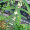 층층갈고리둥굴레(Polygonatum sibiricum Delar.) : 들국화