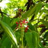 가래나무(Juglans mandshurica Maxim.) : 꽃사랑