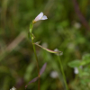 논뚝외풀(Lindernia micrantha D.Don) : 풀잎사랑