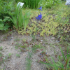 참제비고깔(Delphinium ornatum Bouche) : 꽃사랑