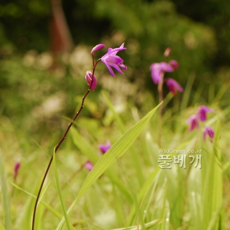 자란(Bletilla striata (Thunb. ex Murray) Rchb.f.) : 통통배
