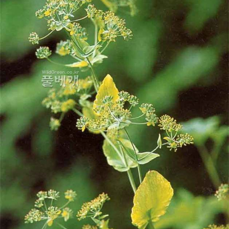 섬시호(Bupleurum latissimum Nakai) : kplant1