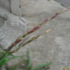 개밀(Elymus tsukushiensis Honda var. transiens (Hack.) K.Osada) : 봄까치꽃