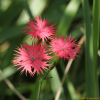 가는동자꽃(Lychnis kiusiana Makino) : 산들꽃