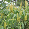 굴피나무(Platycarya strobilacea Siebold & Zucc.) : 벼루