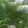 골풀(Juncus decipiens (Buchenau) Nakai) : 통통배
