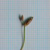 암하늘지기(Fimbristylis squarrosa var. esquarrosa Makino) : 산들꽃