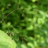 긴겨이삭(Agrostis scabra Willd.) : 무심거사