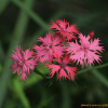 가는동자꽃(Lychnis kiusiana Makino) : 산들꽃