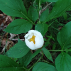 참작약(Paeonia lactiflora var. trichocarpa (Bunge) Stern) : 산들꽃