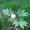 참작약(Paeonia lactiflora var. trichocarpa (Bunge) Stern) : 산들꽃