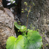 참바위취(Micranthes oblongifolia (Nakai) S.Akiyama & H.Ohba) : 도리뫼