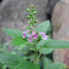 덩굴곽향(Teucrium viscidum Blume var. miquelianum (Maxim.) H.Hara) : 추풍