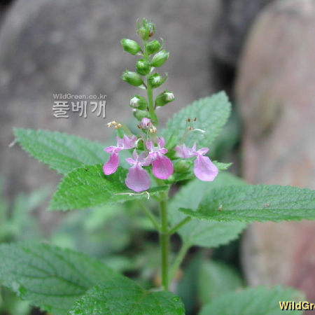덩굴곽향(Teucrium viscidum Blume var. miquelianum (Maxim.) H.Hara) : 벼루