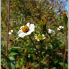 흰도깨비바늘(Bidens pilosa var. minor (Blume) Sherff) : 추풍