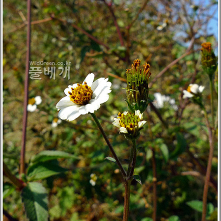 흰도깨비바늘(Bidens pilosa var. minor (Blume) Sherff) : 마리미