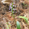 병아리난초(Hemipilia gracilis (Blume) Y.Tang) : 산들꽃
