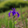제비붓꽃(Iris laevigata Fisch. ex Turcz.) : 晴嵐