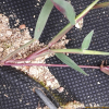 민바랭이(Digitaria violascens Link) : 별꽃