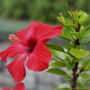 하와이무궁화 : 꽃사랑한동구