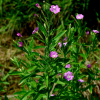 큰바늘꽃(Epilobium hirsutum L.) : 설뫼*