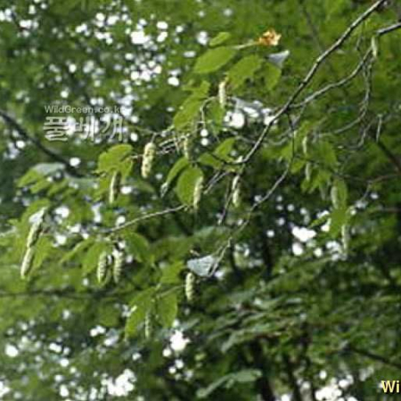 까치박달(Carpinus cordata Blume) : kplant1