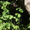 덩이괭이밥(Oxalis articulata Sabigny) : 봄까치꽃