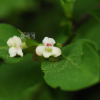 털댕강나무(Zabelia biflora (Turcz.) Makino) : 통통배