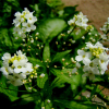 겨자무(Armoracia rusticana P.G.Gaertner) : 산들꽃