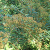 갈기조팝나무(Spiraea trichocarpa Nakai) : 청암