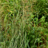 흰겨이삭(Agrostis gigantea Roth) : 꽃마리
