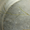 실말(Potamogeton pusillus L.) : 설뫼