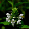 흰꿀풀(Prunella vulgaris L. subsp. asiatica (Nakai) H.Hara f. leucocephala K.Ohashi) : 晴嵐