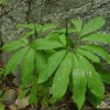 두루미천남성(Arisaema heterophyllum Blume) : 통통배