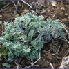 흰쑥(Artemisia stelleriana Besser) : 추풍