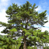 리기다소나무(Pinus rigida Mill.) : 들국화