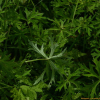 삼쥐손이(Geranium soboliferum Kom.) : 곰배령
