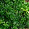 가락지나물(Potentilla anemonifolia Lehm.) : 덕송