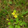 털개구리미나리(Ranunculus cantoniensis DC.) : 여로