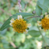 흰도깨비바늘(Bidens pilosa var. minor (Blume) Sherff) : 봄까치꽃
