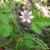 함경딸기(Rubus arcticus L.) : 벼루