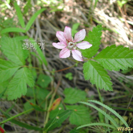 함경딸기(Rubus arcticus L.) : 벼루