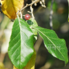 보리수나무(Elaeagnus umbellata Thunb.) : 필릴리