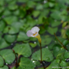 세수염마름(Trapella sinensis Oliv.) : 산들꽃