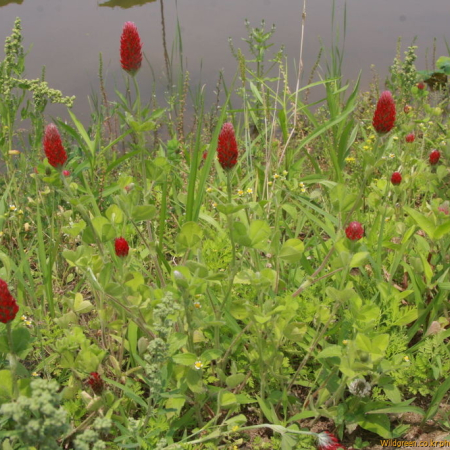 진홍토끼풀(Trifolium incarnatum L.) : 도리뫼