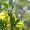 박새(Veratrum oxysepalum Turcz.) : 산들꽃