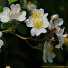 찔레꽃(Rosa multiflora Thunb.) : 늘봄