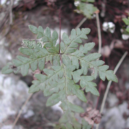 부싯깃고사리(Cheilanthes argentea (S.G.Gmel.) Kunze) : 벼루
