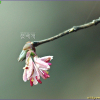 올괴불나무(Lonicera praeflorens Batalin) : habal